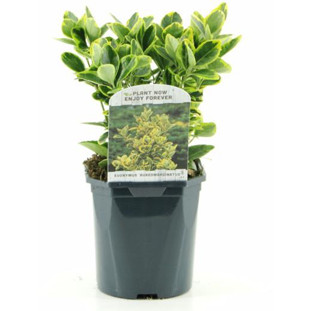 Euonymus Aureomarginatus, H 20 cm