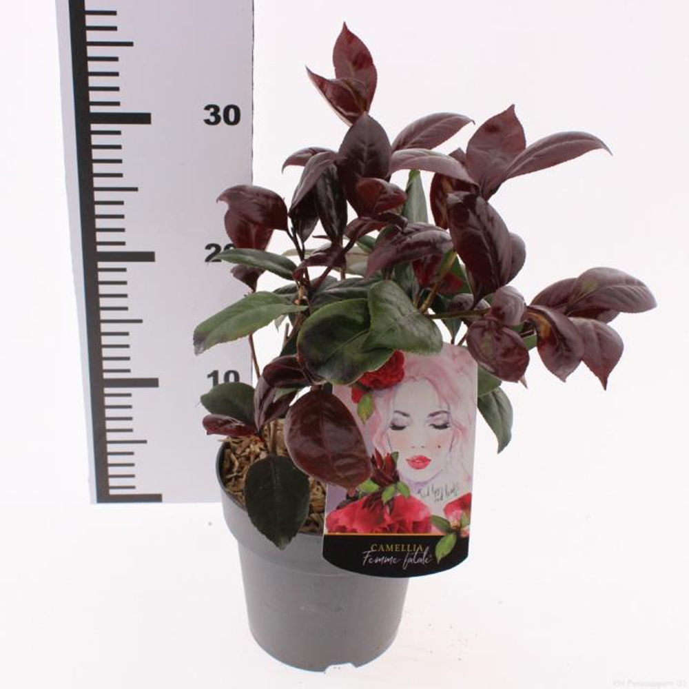 Camellia Japonica Femme Fatale, D 15 cm, H 30 cm