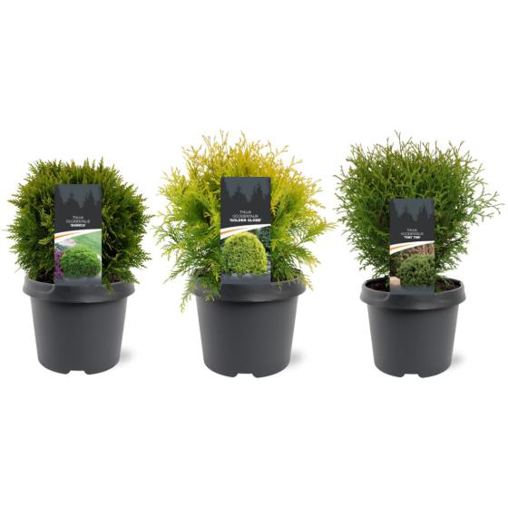 Thuja Occidentalis, D 19 cm, H 40 cm