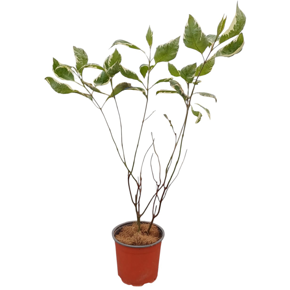 Cornus Alba Miracle, H 25 cm