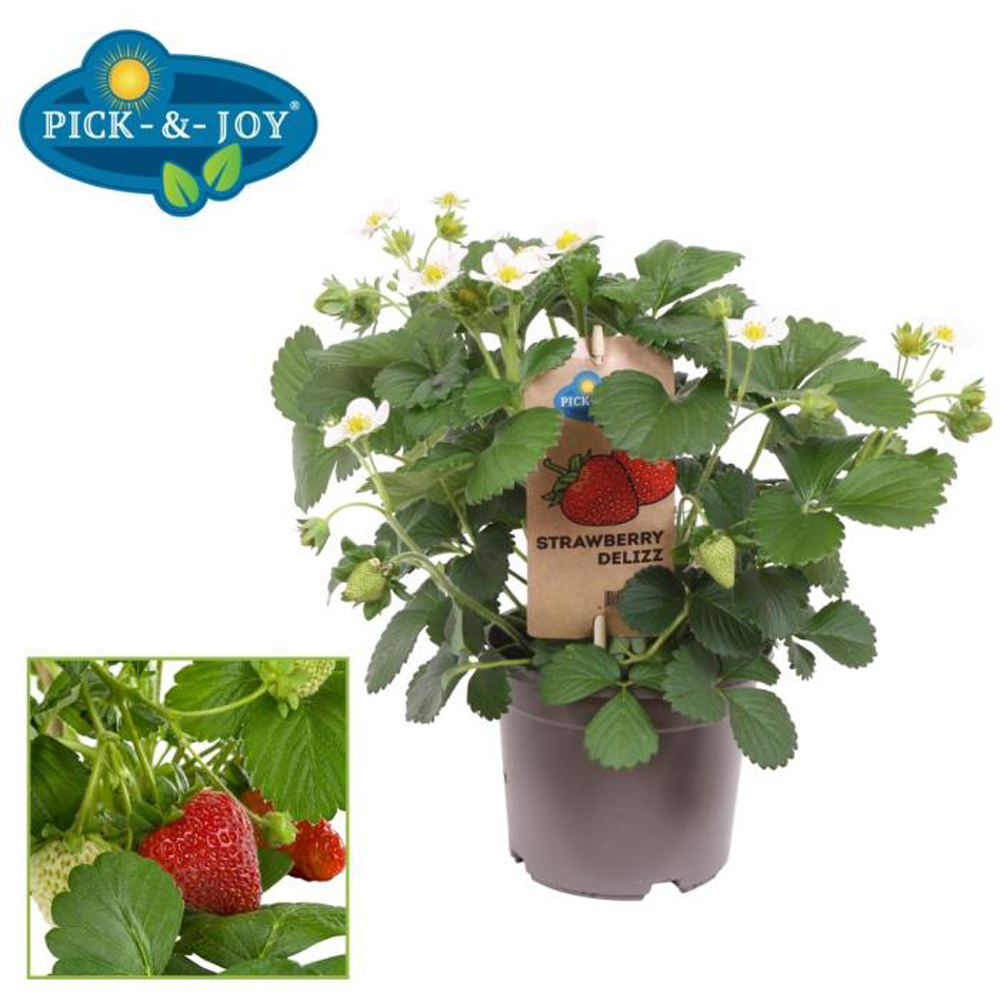 Capsun Delizz (Fragaria Delizz), D14 cm, H35 cm