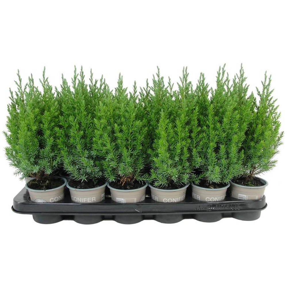 Ienupar Stricta (Juniperus chinensis Stricta), D9 cm, H25 cm
