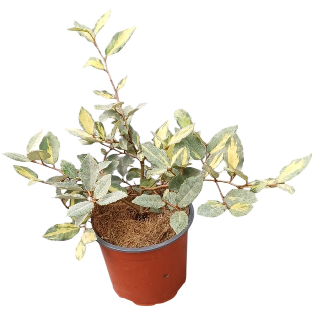 Salcioara aurie (Elaeagnus Pungens Maculata), H 15 cm