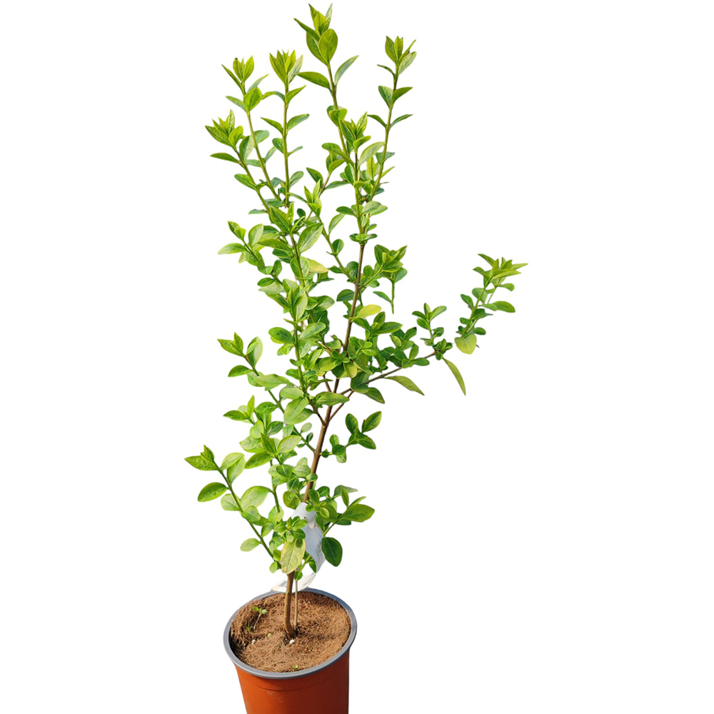 Lemn cainesc (Ligustrum ovalifolium Aureum), H 40 cm