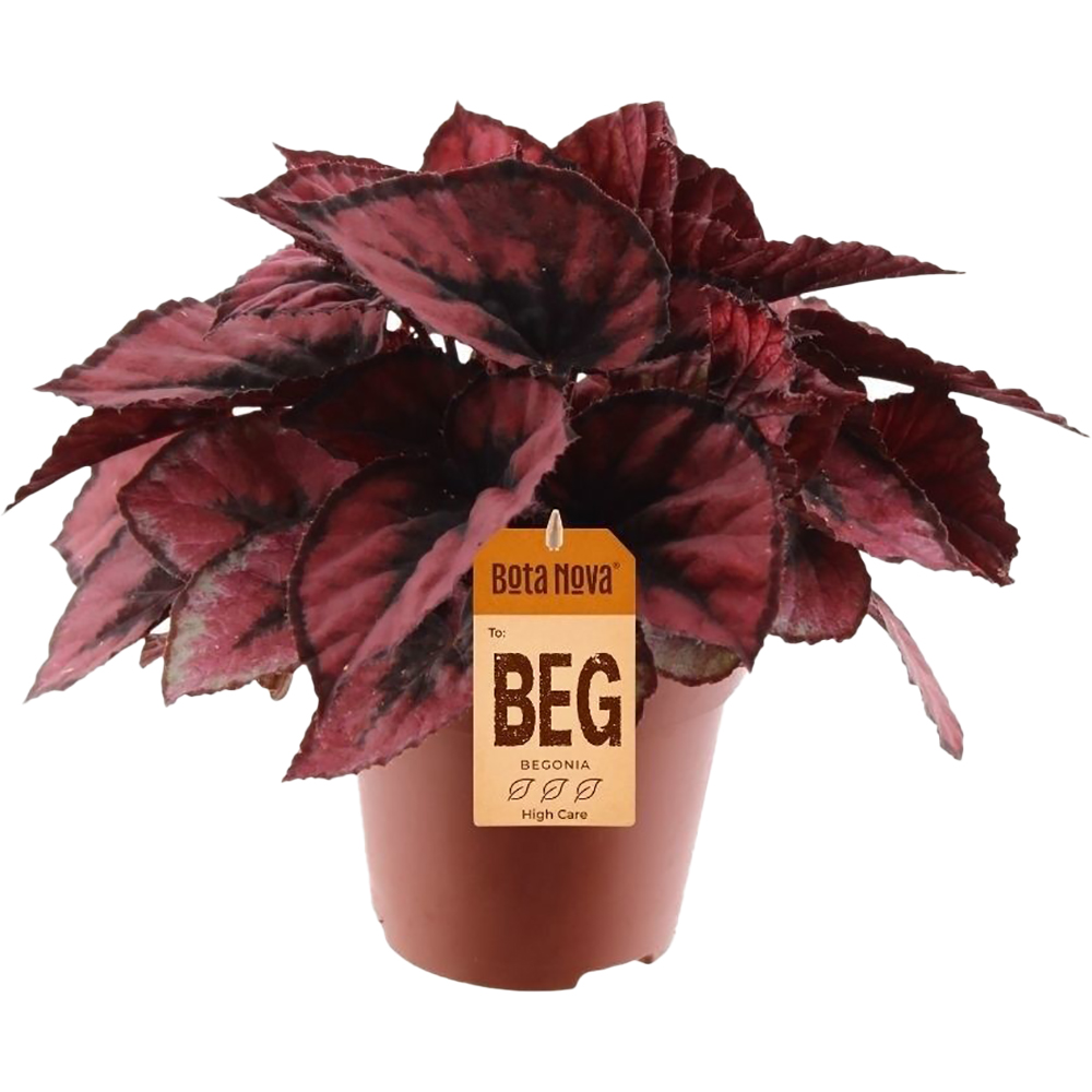 Begonia Rex Red Kiss, H 25 cm
