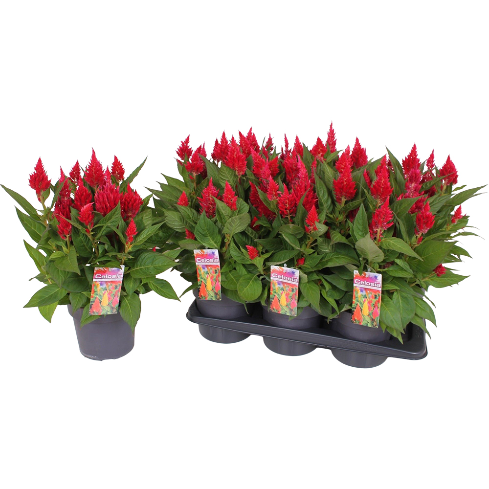 Celosia Kelos Fire, D 17 cm, H 40 cm