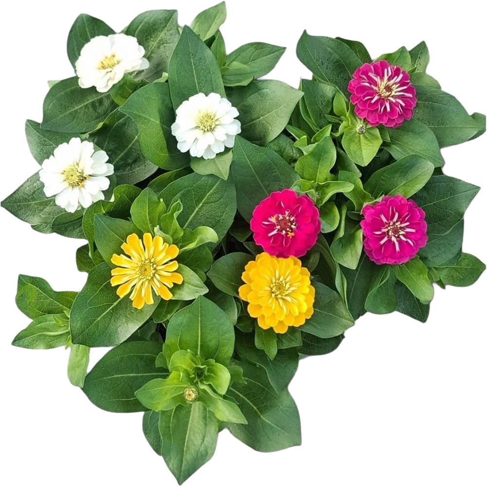 Zinnia Tricolor, D 17cm, H 30cm