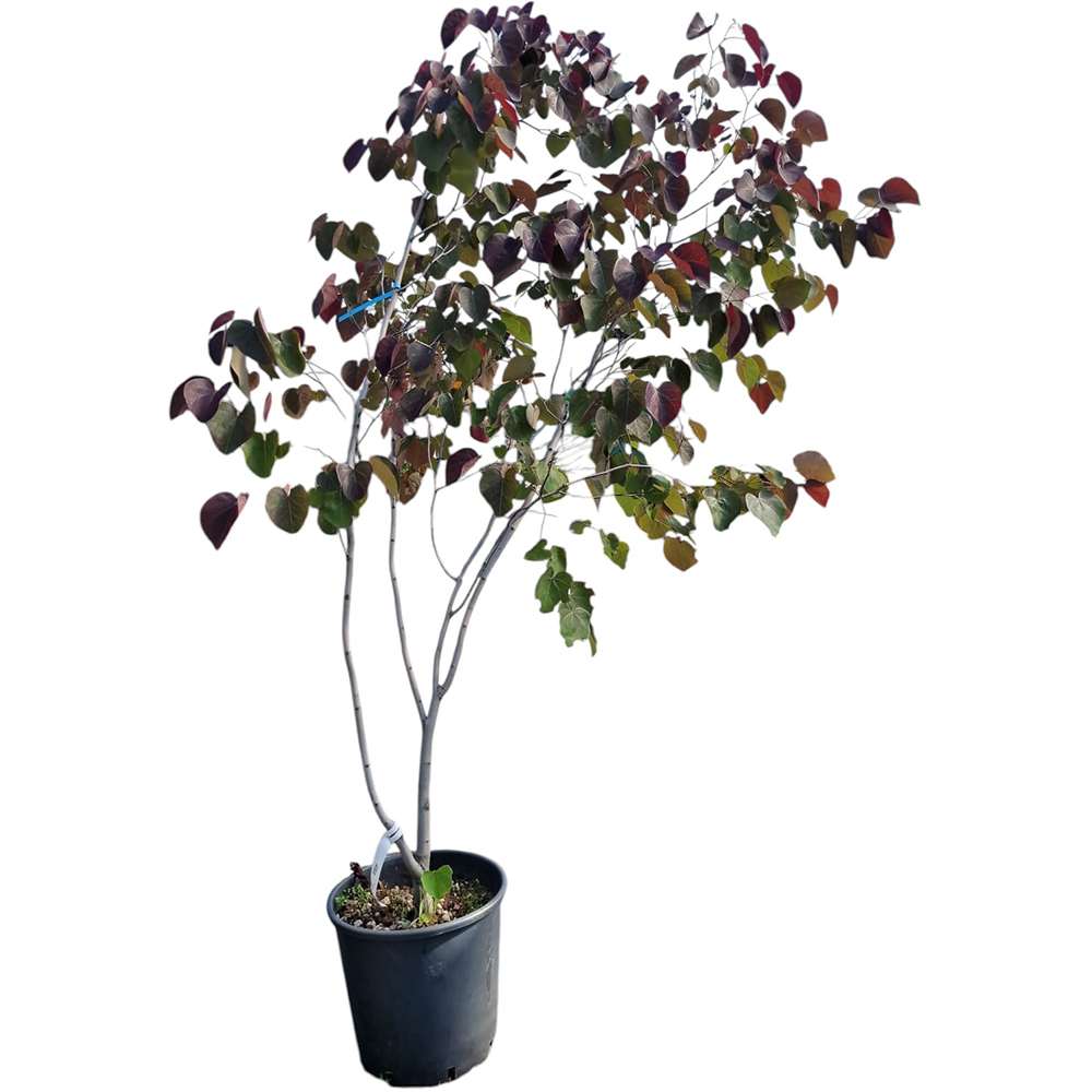 Arborele lui Iuda (Cercis Siliquastrum), H 180 cm