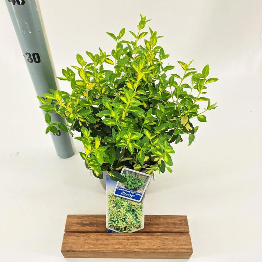 Euonymus Blondy, H 20 cm