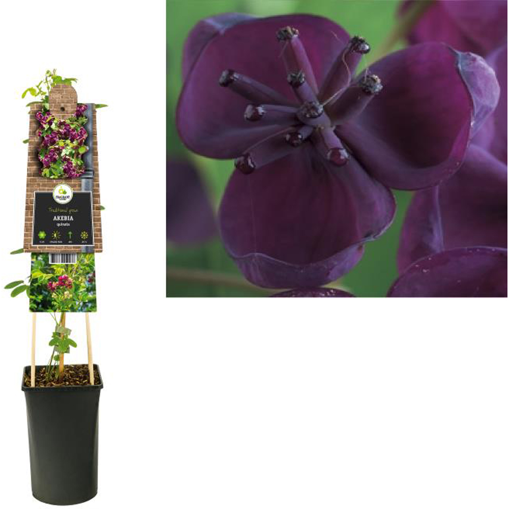 Akebia Quinata, D 17 cm, H 75 cm