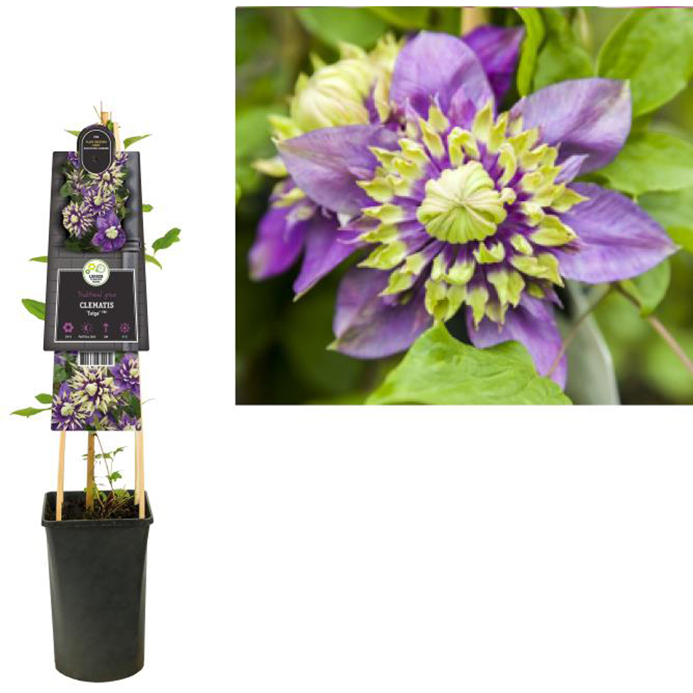 Clematita Taiga, H 75 cm