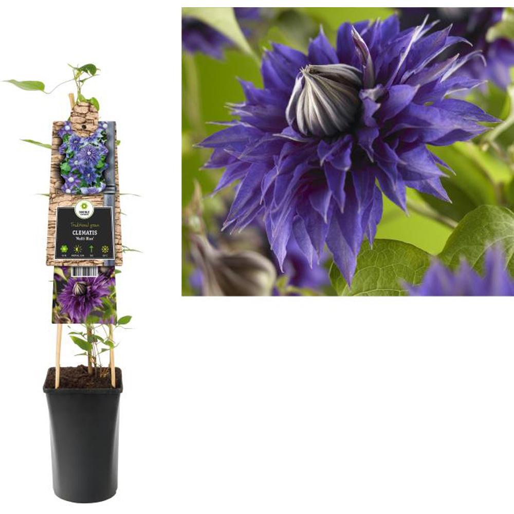 Clematita Multi Blue, H 75 cm