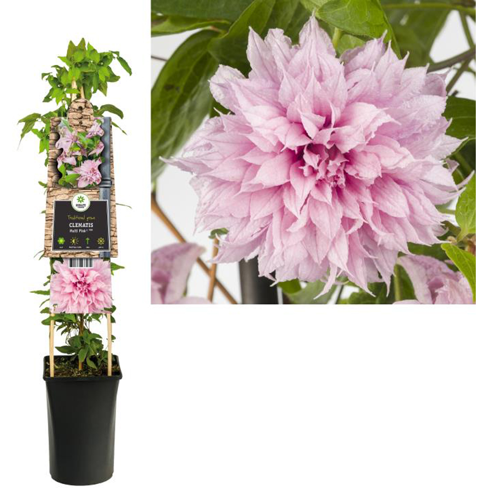 Clematis Multi Pink, D 17 cm, H 75 cm