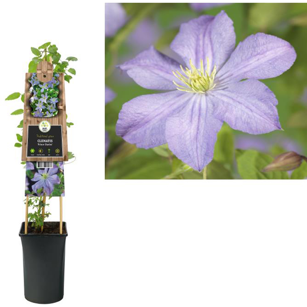 Clematita Prince Charles, H 75 cm