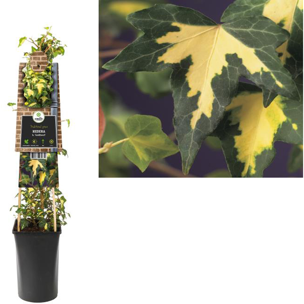 Iedera Goldheart (Hedera helix Goldheart), D17 cm, H75 cm