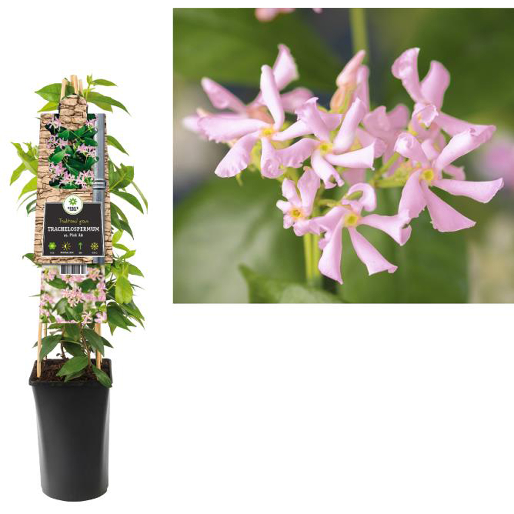 Iasomie Pink Air, D 17 cm, H 75 cm
