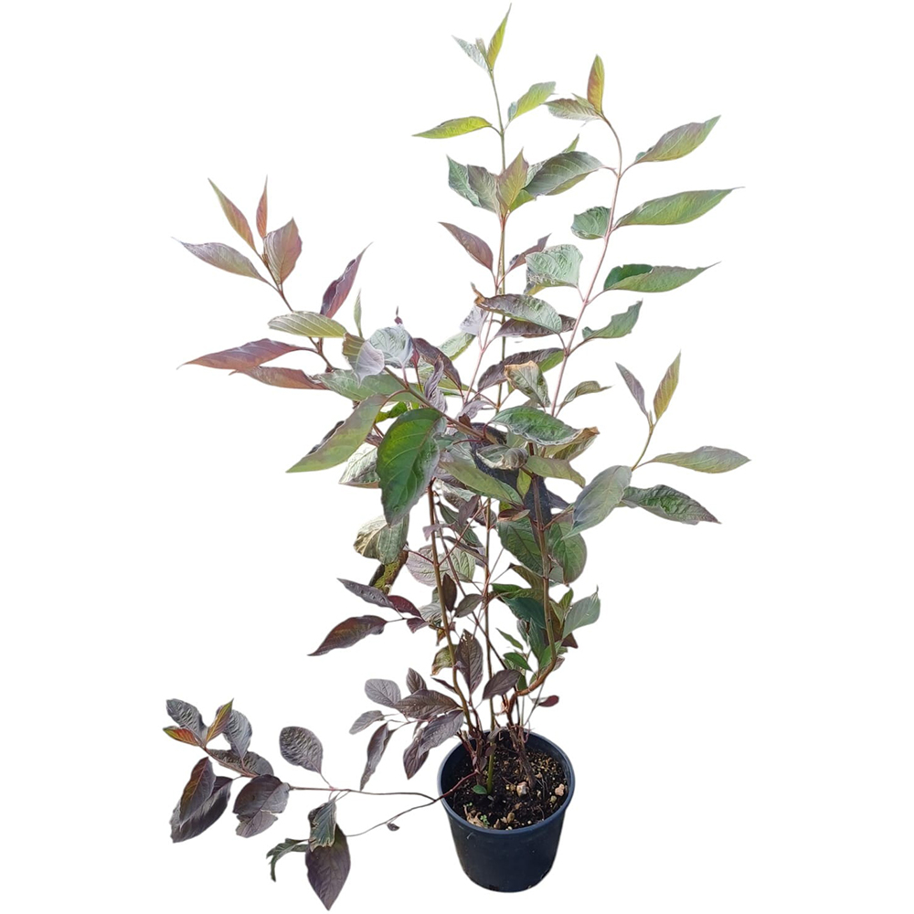 Cornus Nightfall Alba, H 80 cm