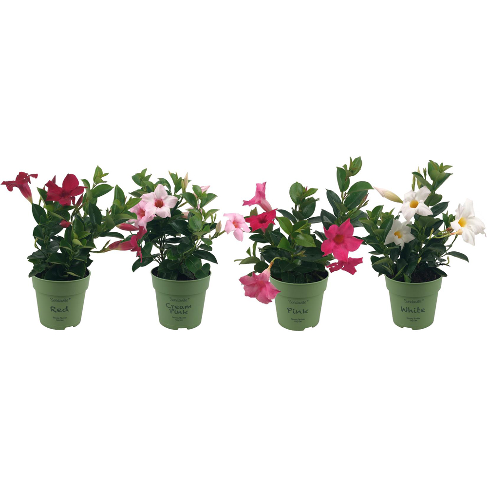 Mandevilla Sundaville, D12 cm, H25 cm