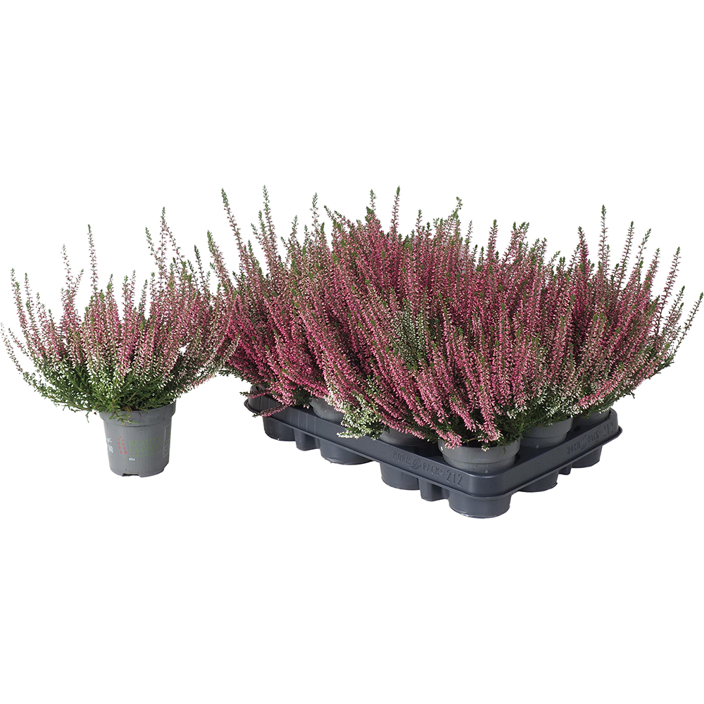 Calluna Beauty Ladies, D9.5 cm, H15 cm