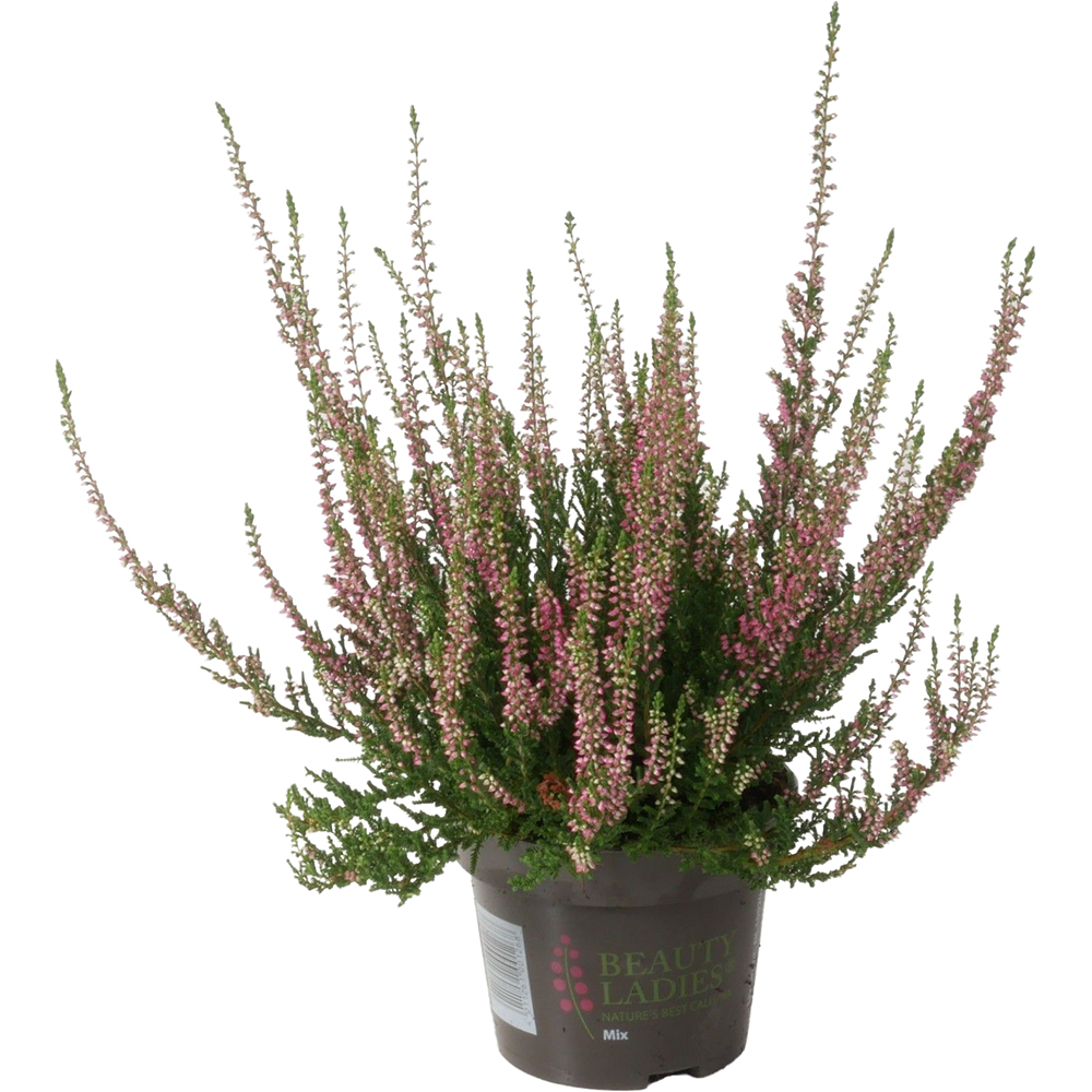 Calluna Beauty Ladies, D12 cm, H20 cm