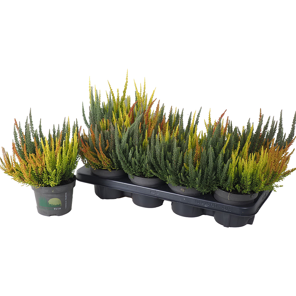 Calluna Beauty Ladies Skyline Trio, D13 cm, H25 cm