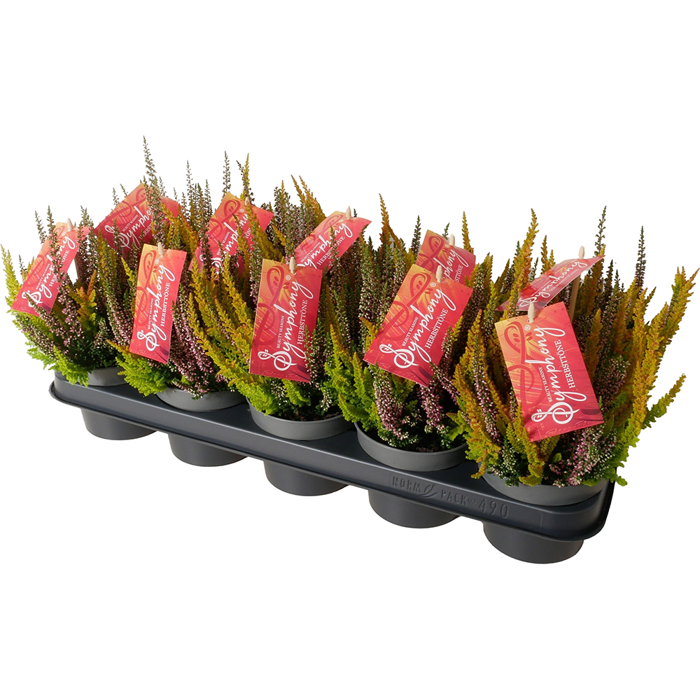 Calluna Beauty Ladies Symphony, D12 cm, H20 cm