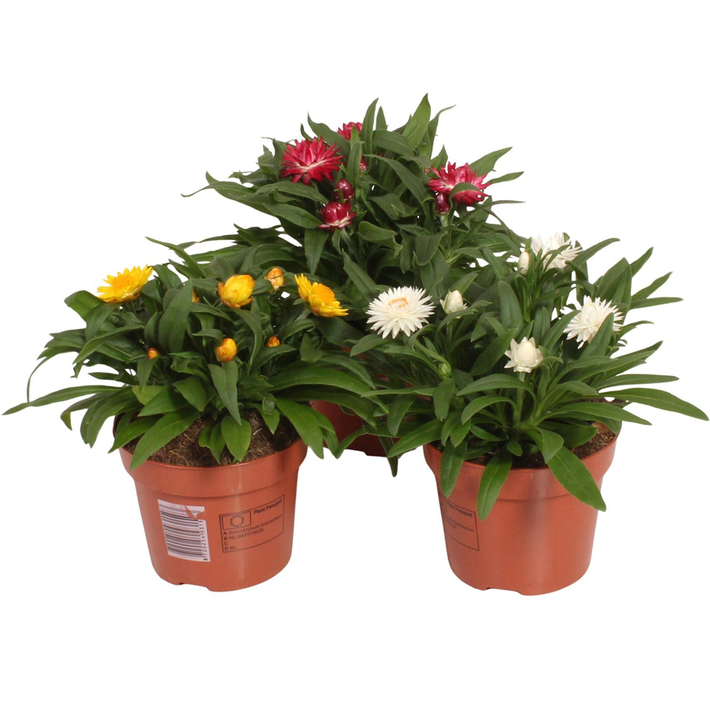 Floarea de pai (Xerochrysum bracteatum), H 25 cm