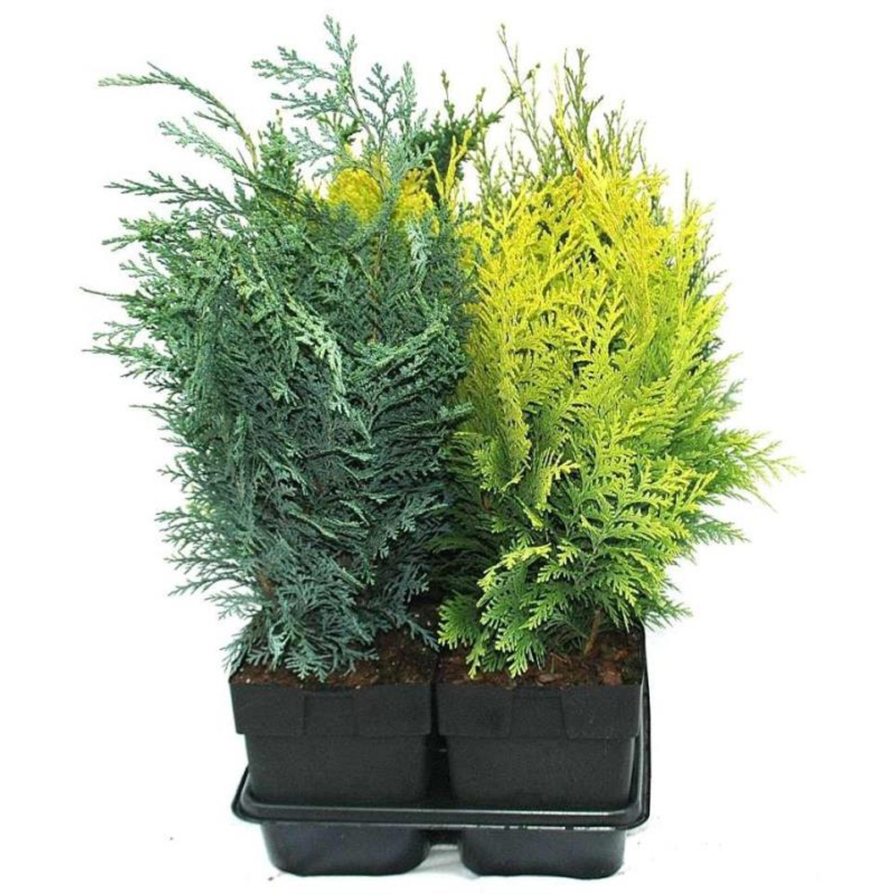 Conifer columnar, H 65 cm