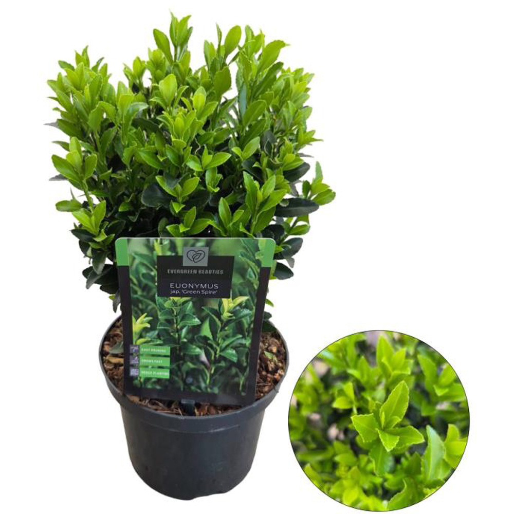 Euonymus Green Spire, H 40 cm