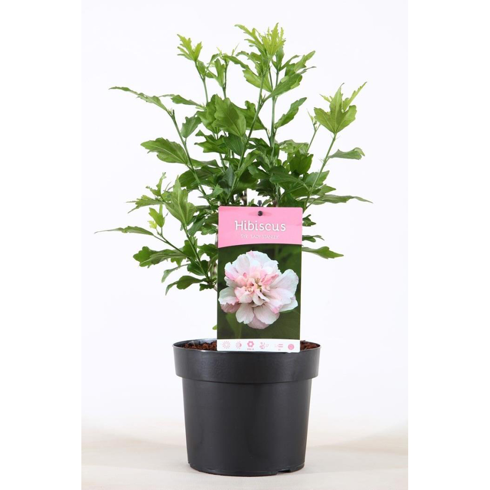 Hibiscus Lady Stanley (Hibiscus syriacus Lady Stanley), D19 cm, H55 cm