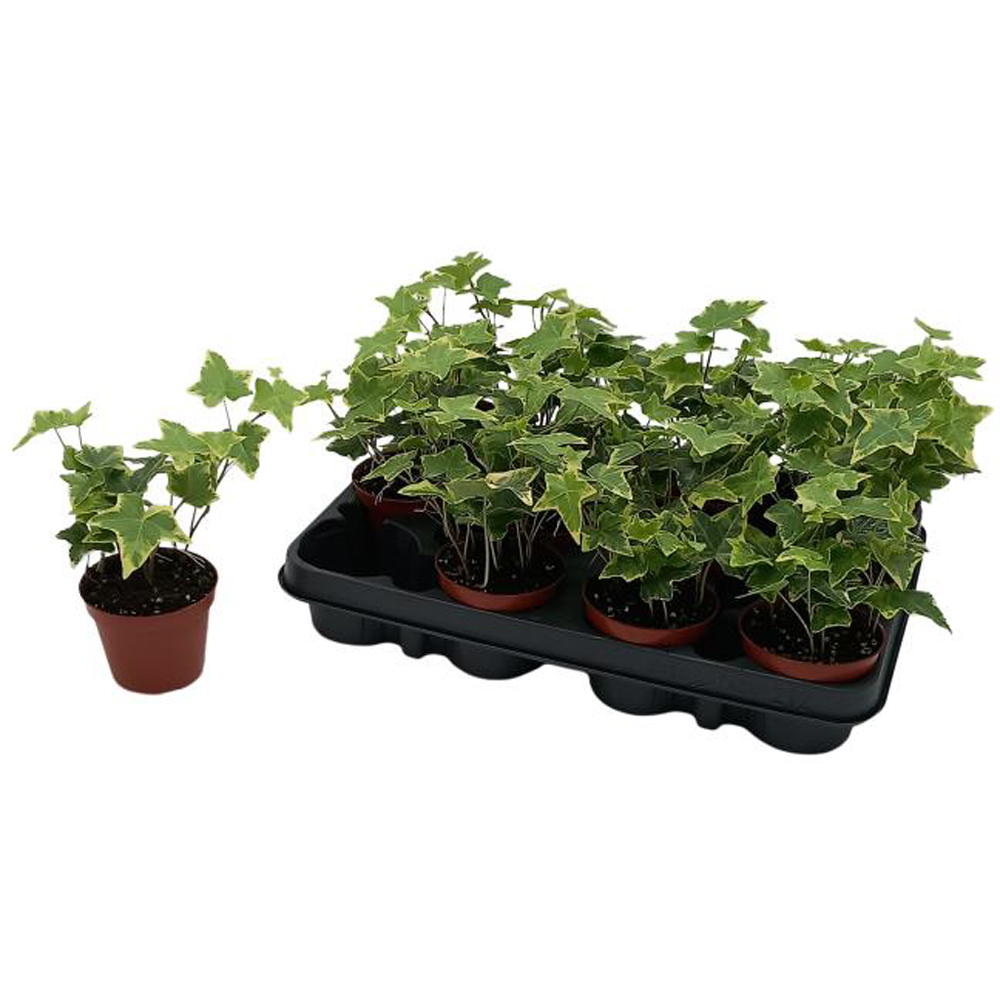 Iedera Yellow Variegated (Hedera helix Yellow Variegated), D8 cm, H50 cm