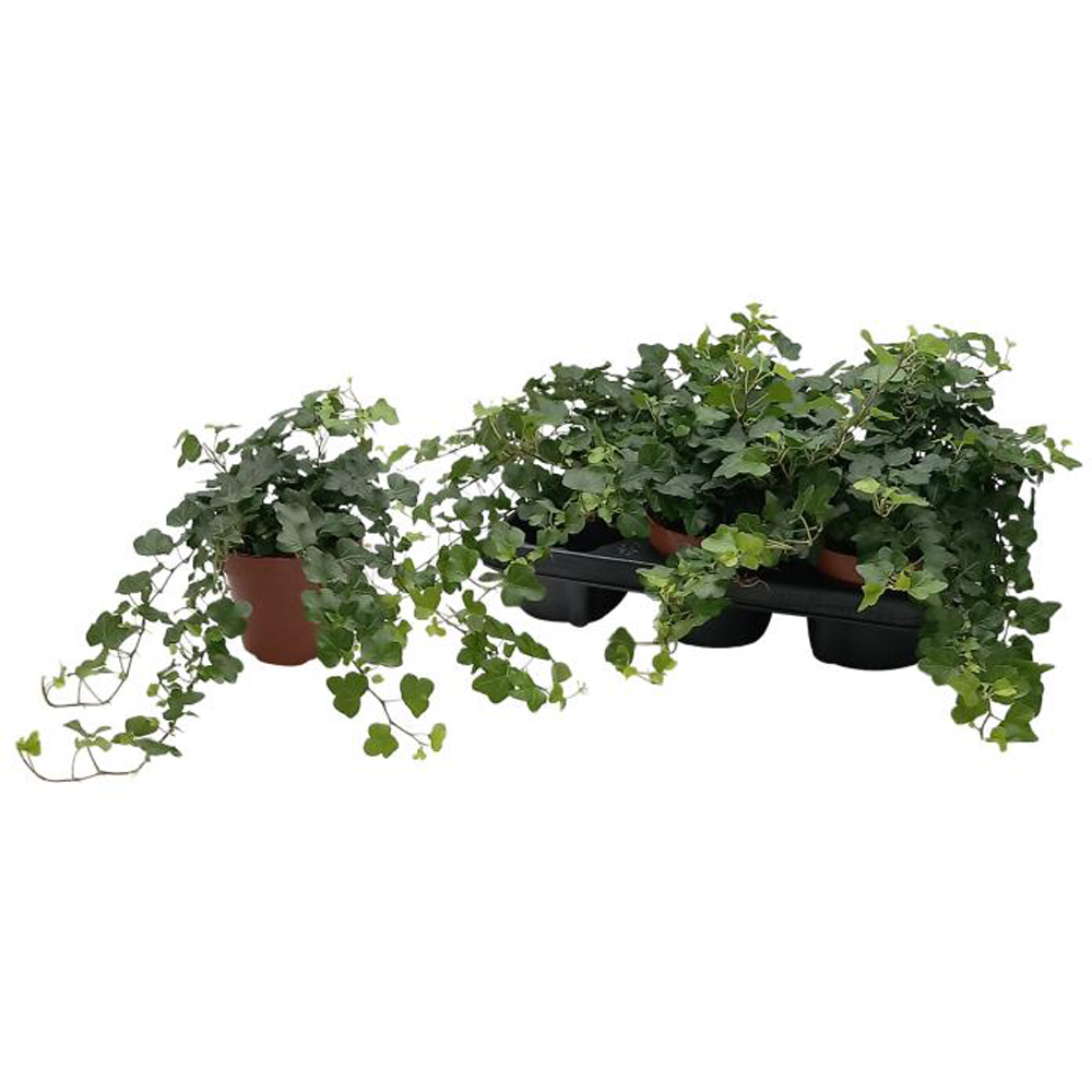 Iedera verde, H 60 cm