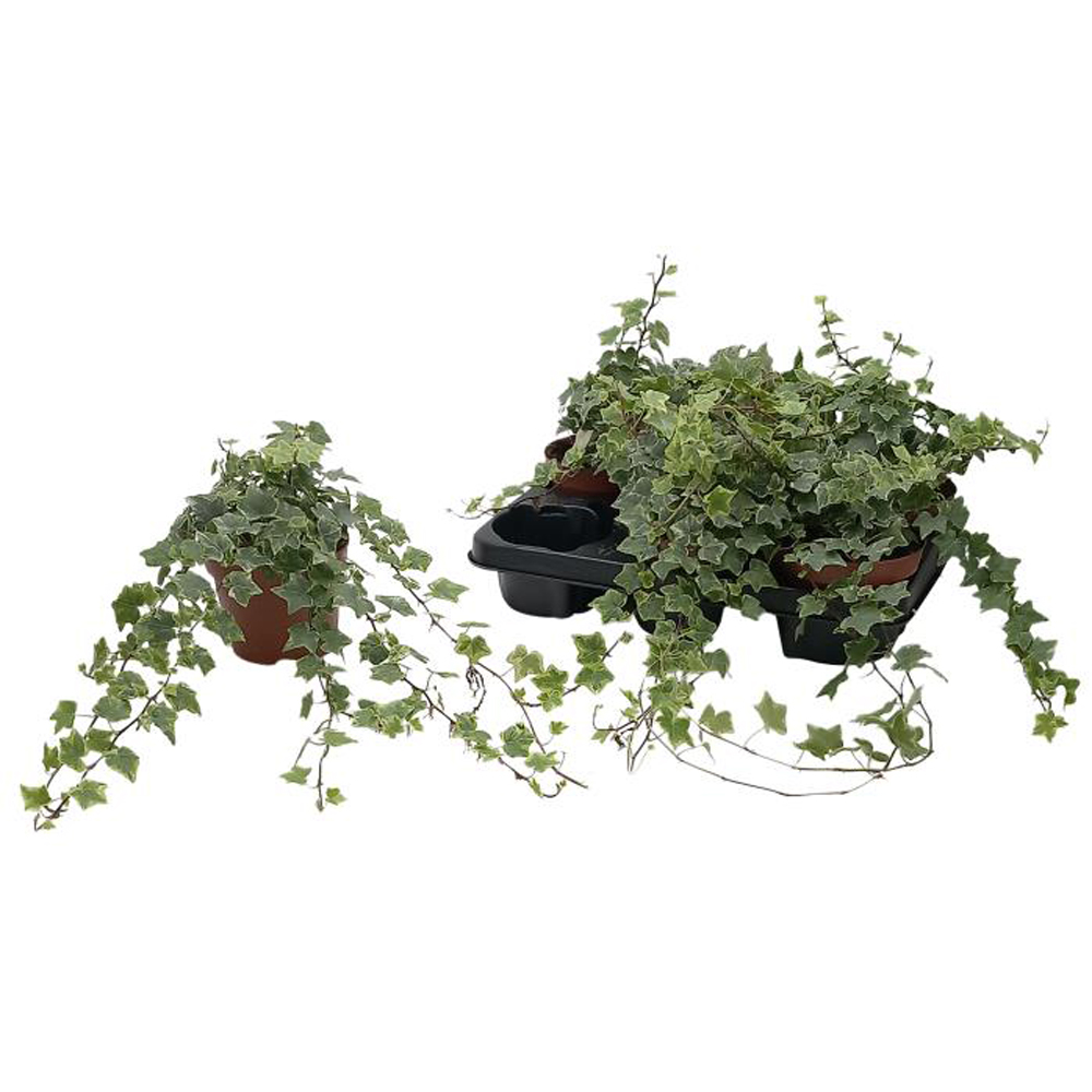 Iedera White Variegated (Hedera helix White Variegated), D13 cm, H60 cm