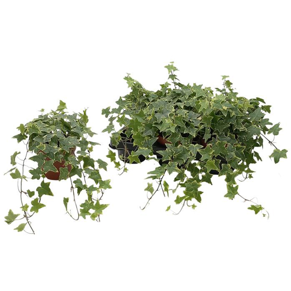 Iedera Yellow Variegated (Hedera helix Yellow Variegated), D13 cm, H60 cm