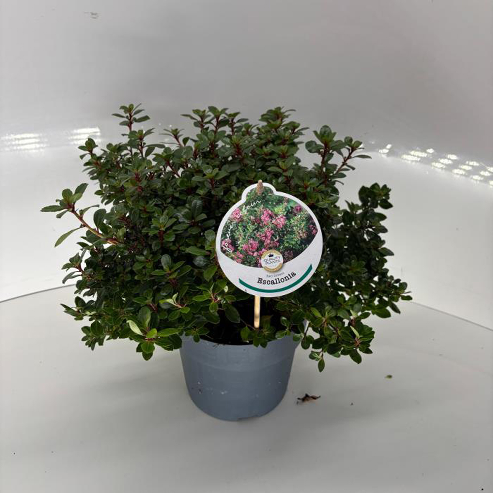 Escallonia Red Dream, H 30 cm