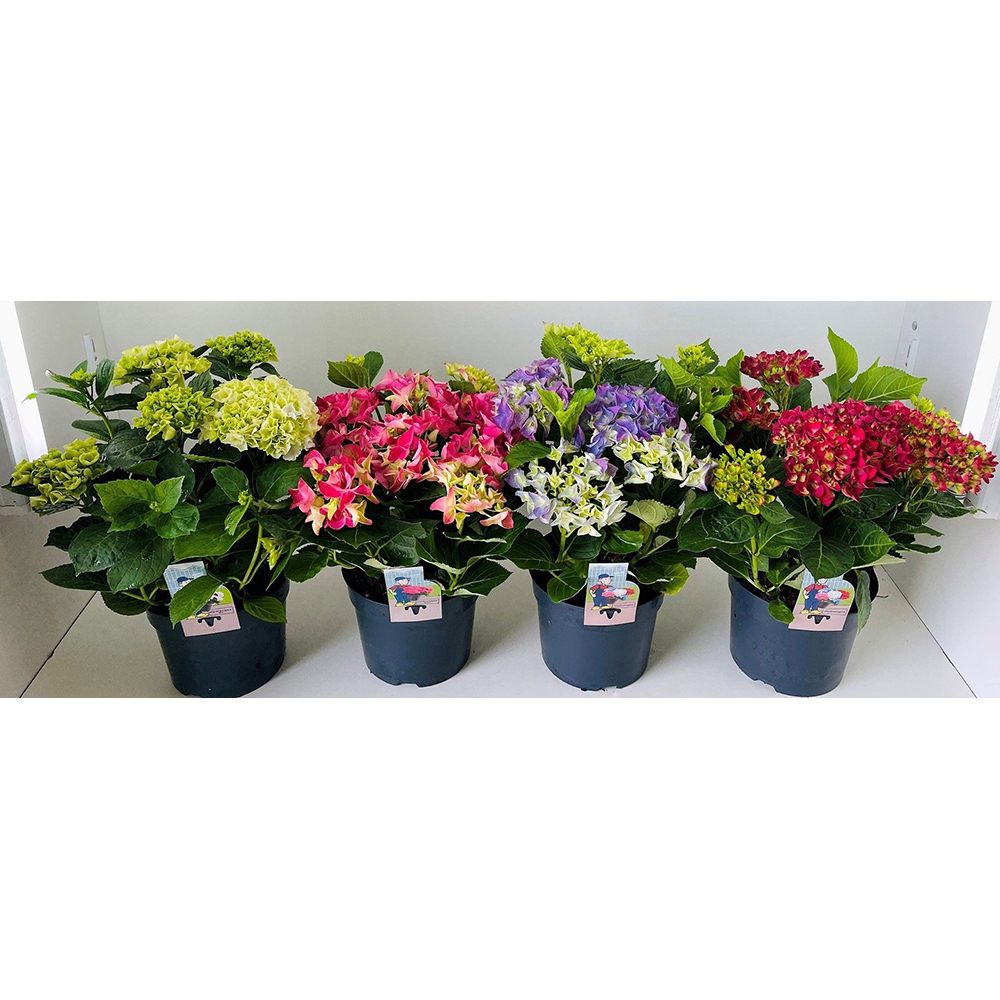 Hortensie Hydrangea Macrophylla, H 45 cm
