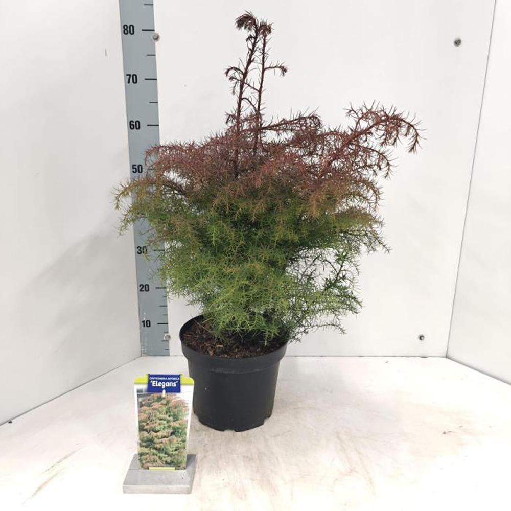 Cedru japonez Elegans, H 40 cm