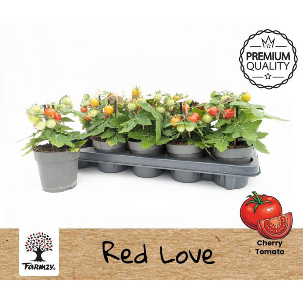 Tomato Red Love Farmzy, D 10.5 cm, H 20 cm