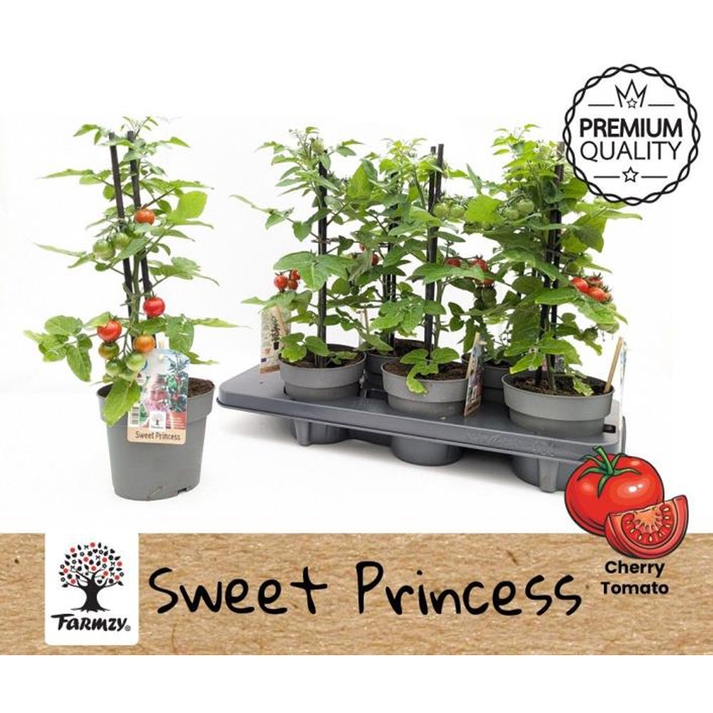 Tomato Sweet Princess Farmzy, D 13 cm, H 45 cm