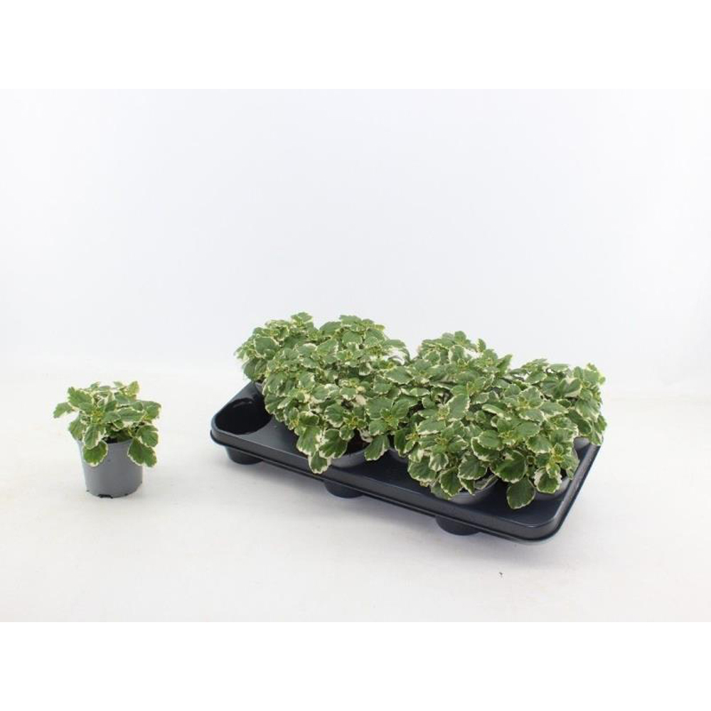 Plectranthus, D10.5 cm, H15 cm