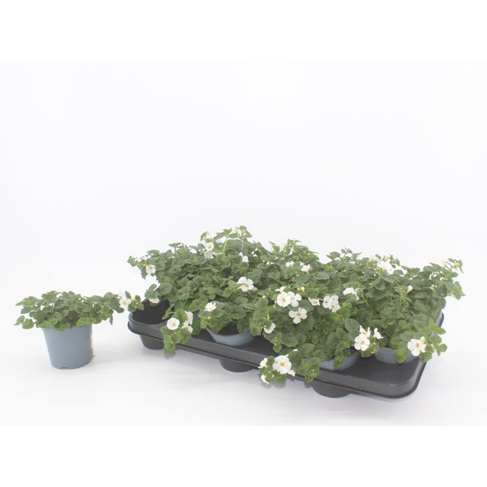 Bacopa - Sutera White Big Flower, D 10.5 cm, H 15 cm