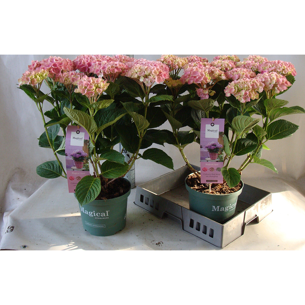 Hortensie XXL Hydrangea Macrophylla, H 23 cm