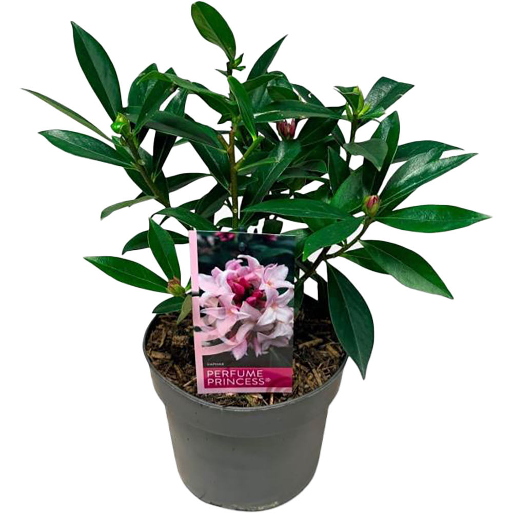 Daphne Perfume Princess, H 45 cm