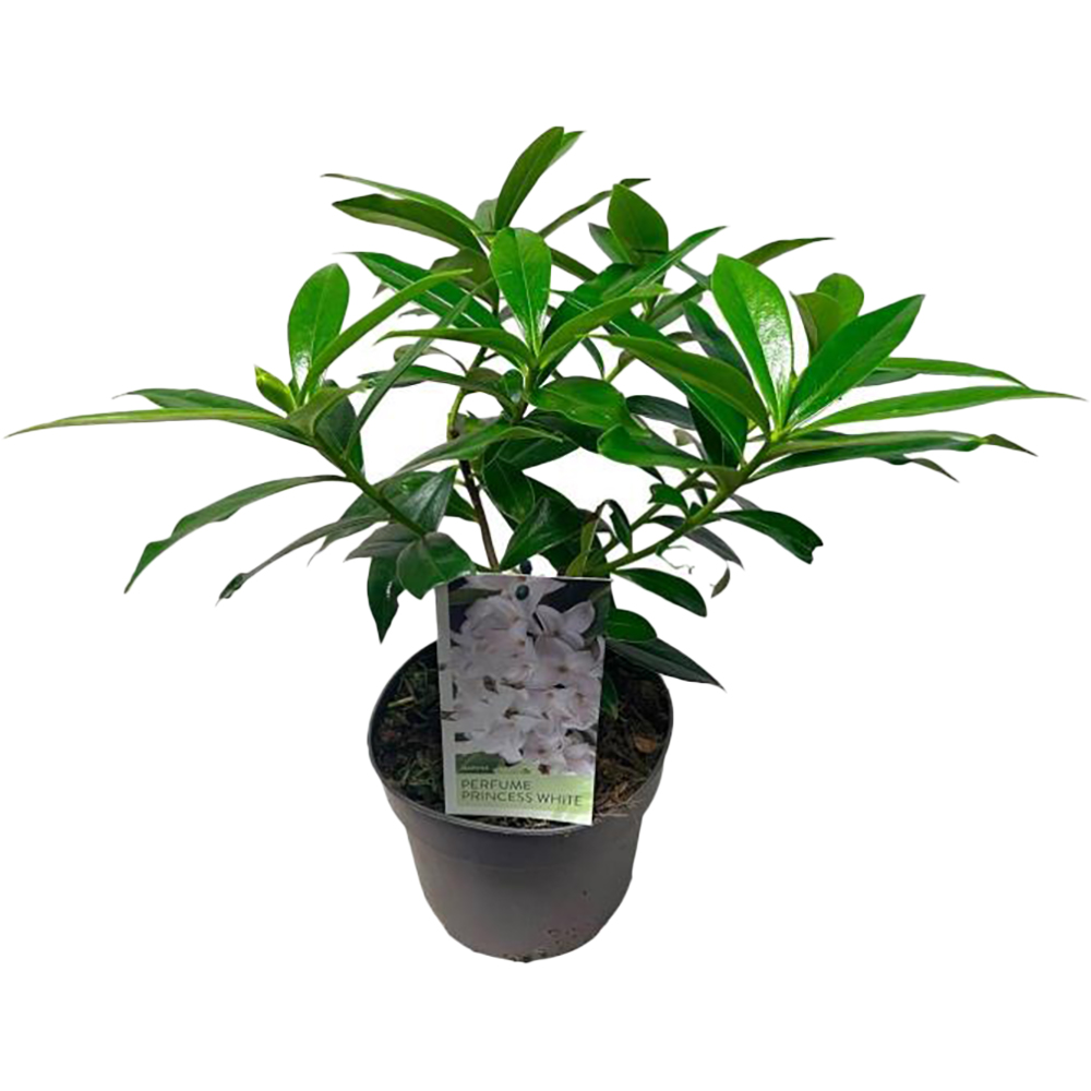 Daphne Perfume Princess White, H 45 cm