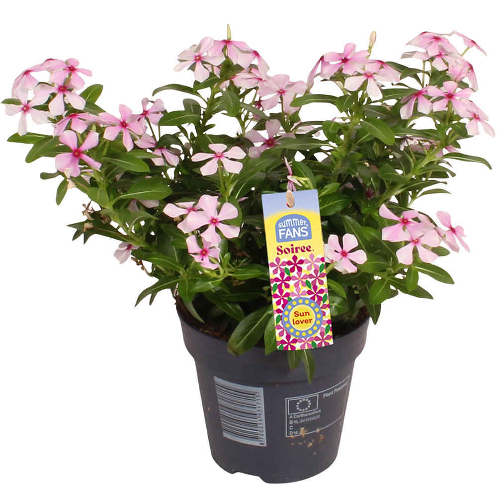 Vinca De Madagascar - Catharanthus Soiree, D 10.5 cm, H 22 cm