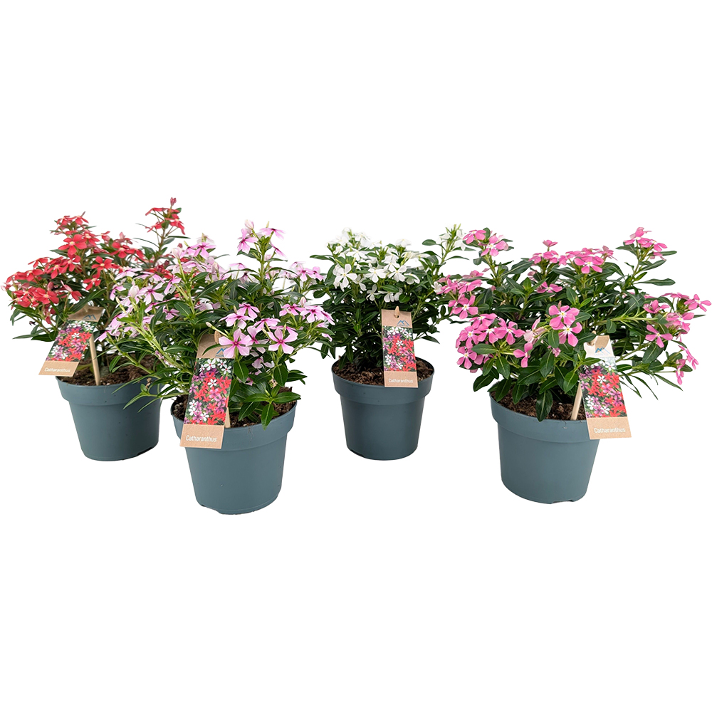 Vinca De Madagascar - Catharanthus Soiree, D 14 cm, H 17 cm