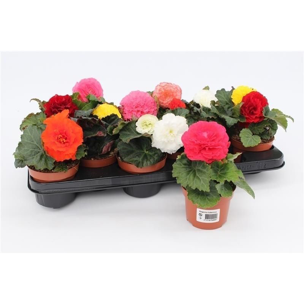 Begonia curgatoare, H 20 cm