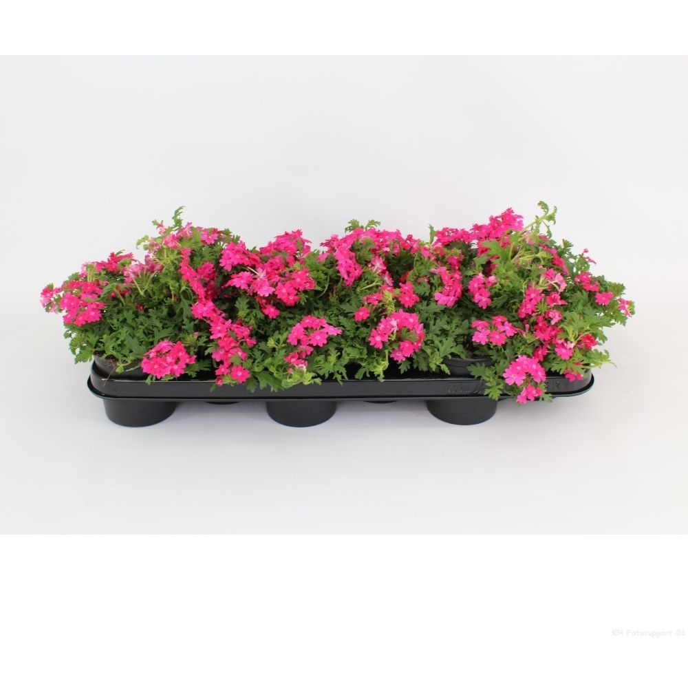 Verbena, H 15 cm