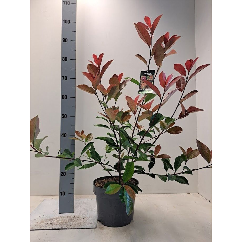 Photinia Fraseri Red Robin, D23 cm, H80 cm
