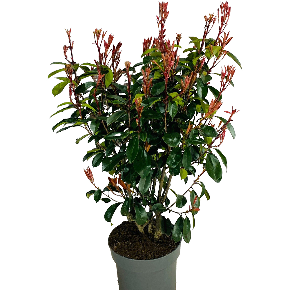 Photinia Fraseri Red Robin, D29 cm, H80 cm